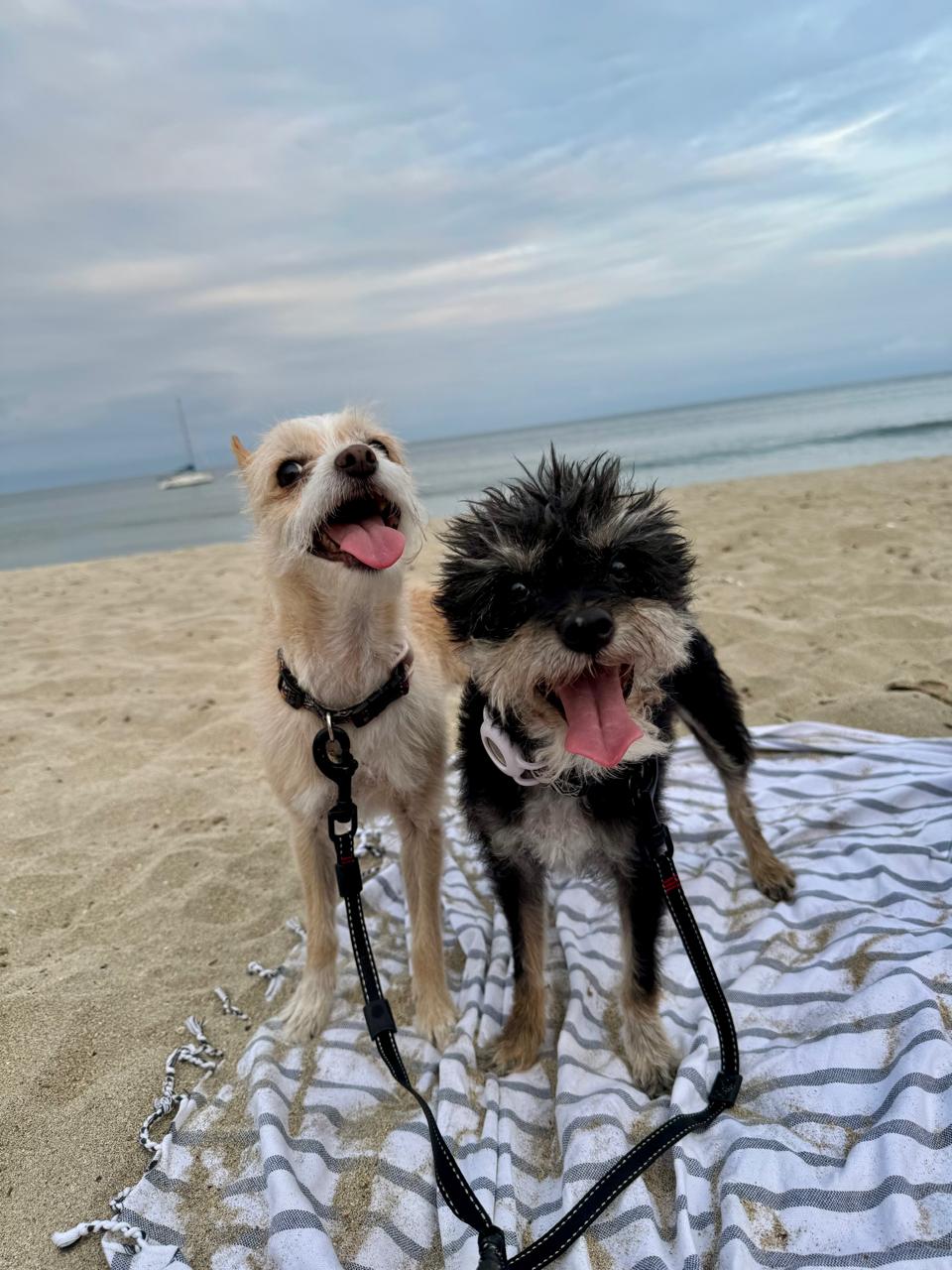 Two dogs standing on a beach